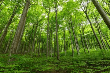 Obraz premium Jasmund National Park, Ruegen Island