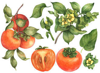 Watercolor persimmon with flowers and leaves isolated on a white background. Fruit set, hand drawn illustration.