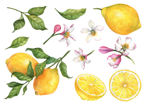 Watercolor lemon fruit with flowers and leaves isolated on a white background. Citrus set, hand drawn illustration.