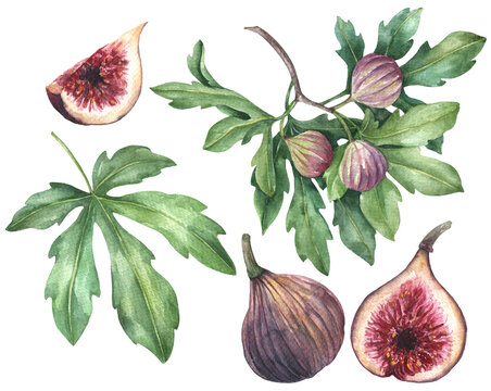 Watercolor fig fruit with leaves isolated on a white background. Botanical clipart, hand drawn illustration.