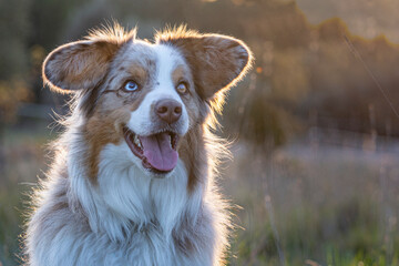 portrait de profil chien americain © Sandy34