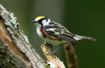 Chestnut-sided Warbler