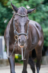 Naklejka premium 馬