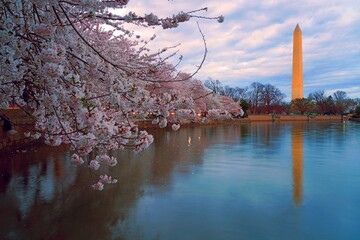 WASHINGTON, DC -25 MAR 2022- View of the Washington Monument obelisk by the Tidal Basin during the...