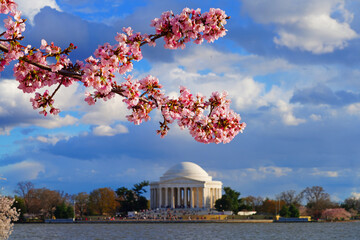 View of the Thomas Jefferson Memorial, a landmark monument by the Tidal Basin during the cherry blossom season in Washington DC, USA - obrazy, fototapety, plakaty