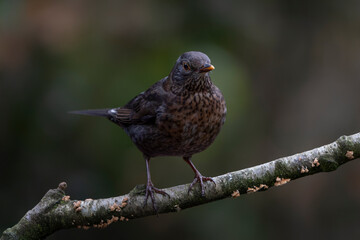 Female Blackbird (Turdus merula)                               on a branch. Autumn day in a deep forest in the Netherlands.                                 