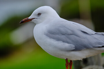 The silver gull (Chroicocephalus novaehollandiae) is the most common gull of Australia. It has been found throughout the continent, but particularly at or near coastal areas.