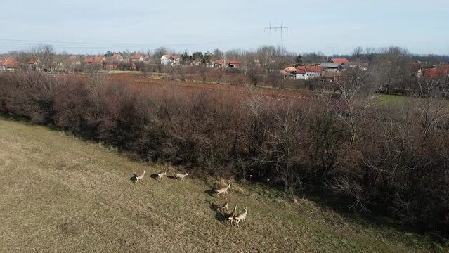 A herd of deer running through cultivated field in village captured with drone