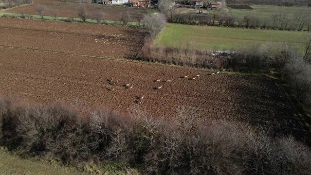 Aerial view of a herd of deer running through cultivated field in village
