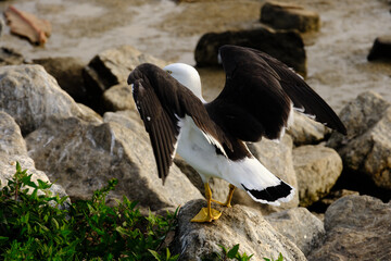 The Pacific gull (Larus pacificus) is a very large gull, native to the coasts of Australia. It is moderately common between Carnarvon in the west, and Sydney in the east, although it has become scarce