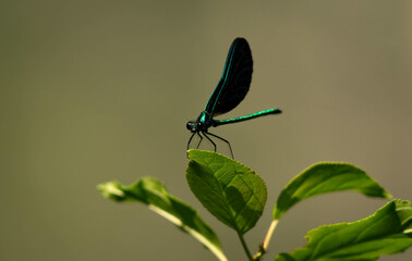Ebony Jewelwing