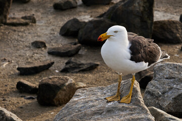 The Pacific gull (Larus pacificus) is a very large gull, native to the coasts of Australia. It is moderately common between Carnarvon in the west, and Sydney in the east, although it has become scarce