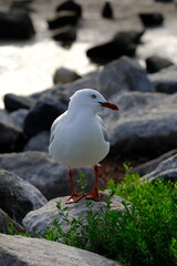 The silver gull (Chroicocephalus novaehollandiae) is the most common gull of Australia. It has been found throughout the continent, but particularly at or near coastal areas.