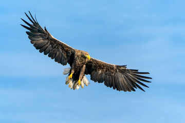 white tailed eagle (Haliaeetus albicilla) flies above the water of the oder delta in Poland, europe. Copy space. Blue sky background.
                                                                  