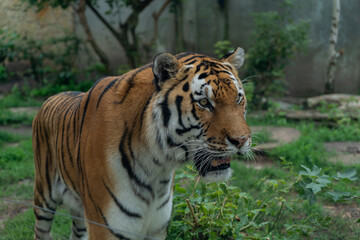 Close up of tiger in the zoo. (Panthera tigris altaica)