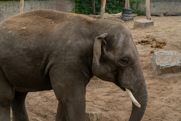 Asian elephant (Elephas maximus), also known as the Asian elephant.