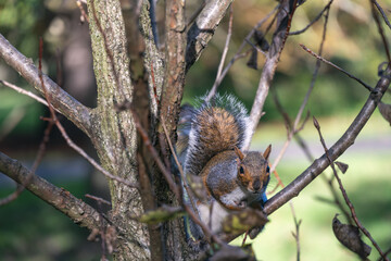 Sciurus carolinensis or grey squirrel in a tree, close up