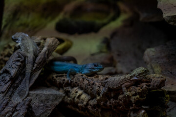 Close up of a lizard in the terrarium. Selective focus.
