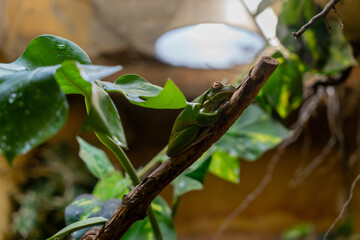 Green tree frog resting on a branch in the rainforest of Costa Rica