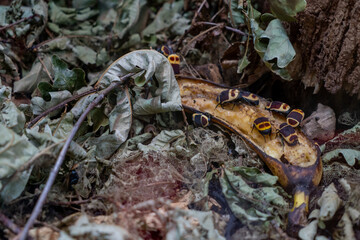 cockroaches eat Abandoned rotten banana on the ground in the forest. Selective focus.