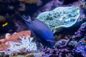 Close-up of a blue tropical fish swimming in an aquarium.