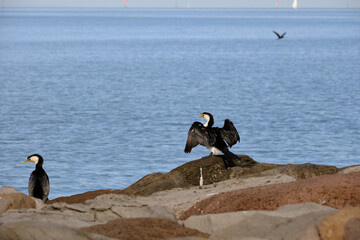 Cormorants and shags are medium-to-large birds, with body weight in the range of 0.35–5 kilograms (0.77–11.02 lb) and wing span of 60–100 centimetres (24–39 in). The majority of species have dark feat