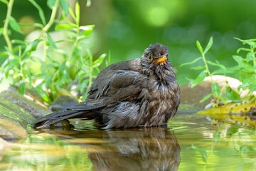 Blackbird resting in the water of a bird watering hole. Czechia.