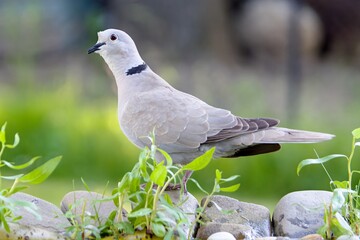 Collared-Dove , Streptopelia decaocto stands on the stones by the water, looks around. Czechia.