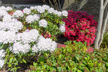 Flowers in the town of Te Anau
