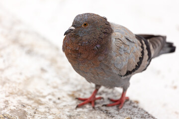 A good-looking, colorful city pigeon poses in the snow