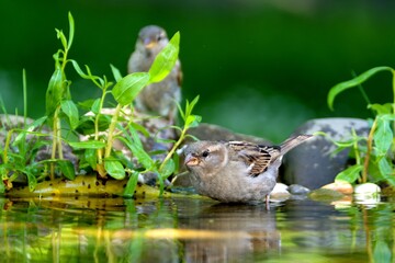 House sparrow, female standing in bird water hole. Reflection on the water. Czechia. - obrazy, fototapety, plakaty