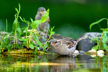 Foto auf Acrylglas House sparrow, female standing in bird water hole. Reflection on the water. Czechia. © Milan
