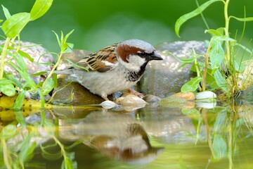 House sparrow, male standing on a stone, looking into the water. Czechia.