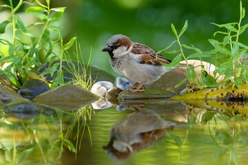 House sparrow, male at bird water hole. Reflection on the water. Czechia.