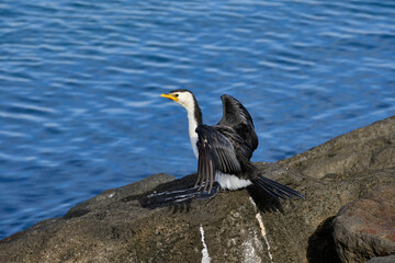 Cormorants and shags are medium-to-large birds, with body weight in the range of 0.35–5 kilograms (0.77–11.02 lb) and wing span of 60–100 centimetres (24–39 in). The majority of species have dark feat