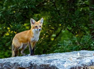 Obraz premium A juvenile Red Fox alertly surveys its surroundings.