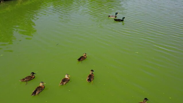 Cute swans and mallard ducks swim from a lake viewed from above in Ub, Serbia