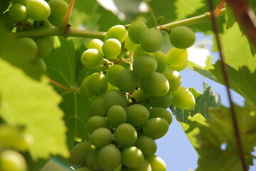 Large bunch of grapes. There are many green oval berries hanging on the vine. Medium-sized berries grow close together. Some have brown dots. Above them are green leaves and a blue sky.