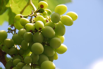 Large bunch of grapes. There are many green oval berries hanging on the vine. Medium-sized berries grow close together. Some have brown dots. Above them are green leaves and a blue sky.