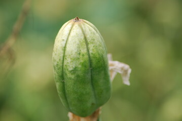 Iris seeds in a pod. The large Iris flower has faded and in its place a large green pod has grown with shifts. It is still green and not opened. The pod is elongated oval in shape with dark veins.