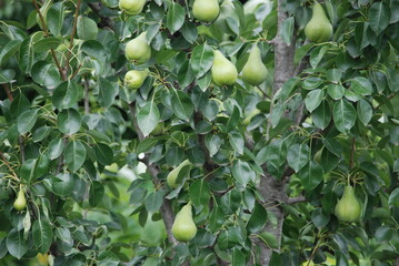Green pears on a pear tree. Large green fruits hang on a tree strewn with green leaves. They have an elongated shape with a thickening at the end. The pears are not yet ripe.