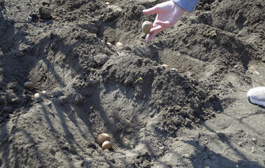 uneven rows with holes in the ground in which potato seeds are planted. gardening and vegetable growing. Food security. planting a potato plantation. manual labor in agriculture