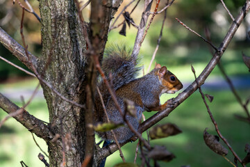 Sciurus carolinensis or grey squirrel in a tree, close up