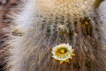 Yellow flower of the Gian Cacti on Incahuasi island, Salar de Uyuni, Bolivia