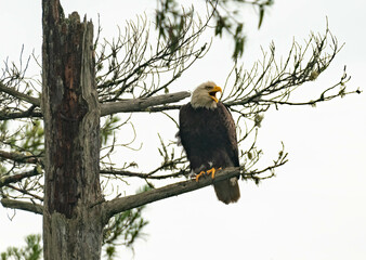 Adirondack Eagle