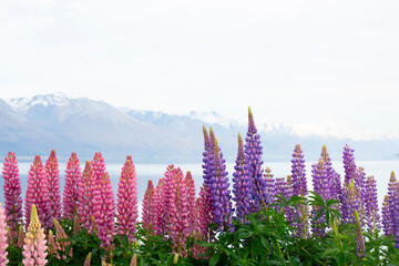 Bright pink and purple lupines, across Lake Pukaki, Mount Cook, NZ mountains in the distance