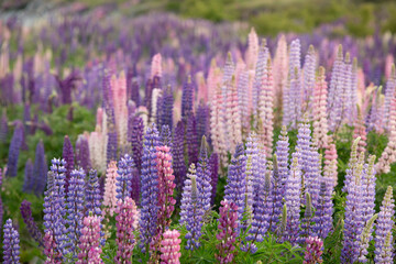 A field of Lupines Otago New Zealand 