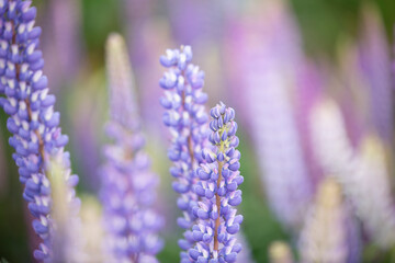 Obraz premium New Zealand lupins, shalow focus, focus on lupin, detailed closeup purple flower