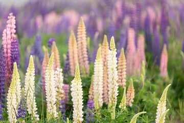 an array of colorful lupines in a vast field, NZ invasive weed 