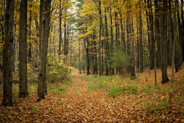 Autumn Woods